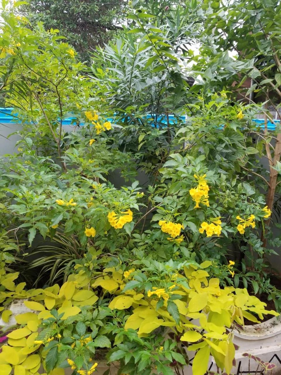 Berty'S Cottage 贾夫纳 外观 照片