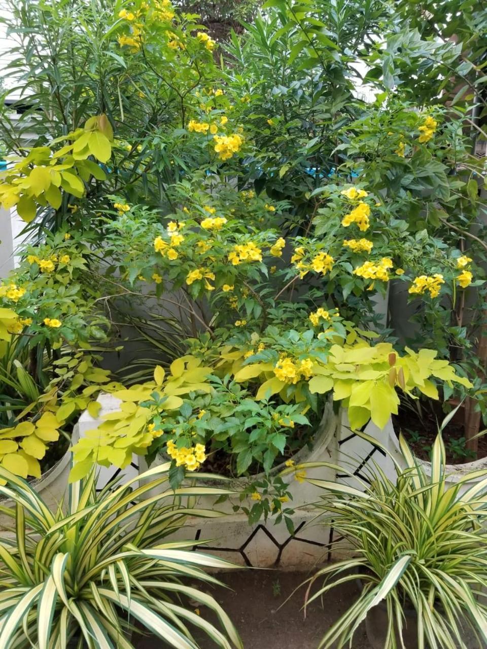 Berty'S Cottage 贾夫纳 外观 照片